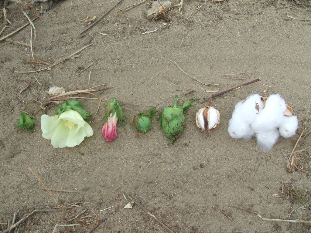 Stadien der Baumwolle (v.l.): Knospe, Blütenöffnung, verblüht, zwei junge Fruchtstadien, Kapsel fast reif, Kapsel vollreif und geöffnet.