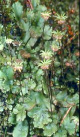 Brunnenlebermooos (Marchantia morpha)