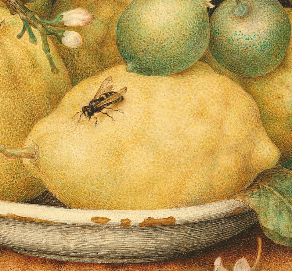 Giovanna Garzoni: Stillleben mit Zitronen in einer Schale, ca 1648 (Ausschnitt mit Wespe)