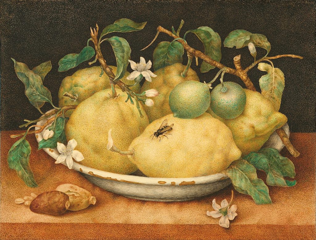 Giovanna Garzoni: Stillleben mit Zitronen in einer Schale, ca 1648