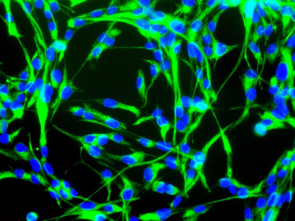 Neuronale Stammzellen einer Maus
